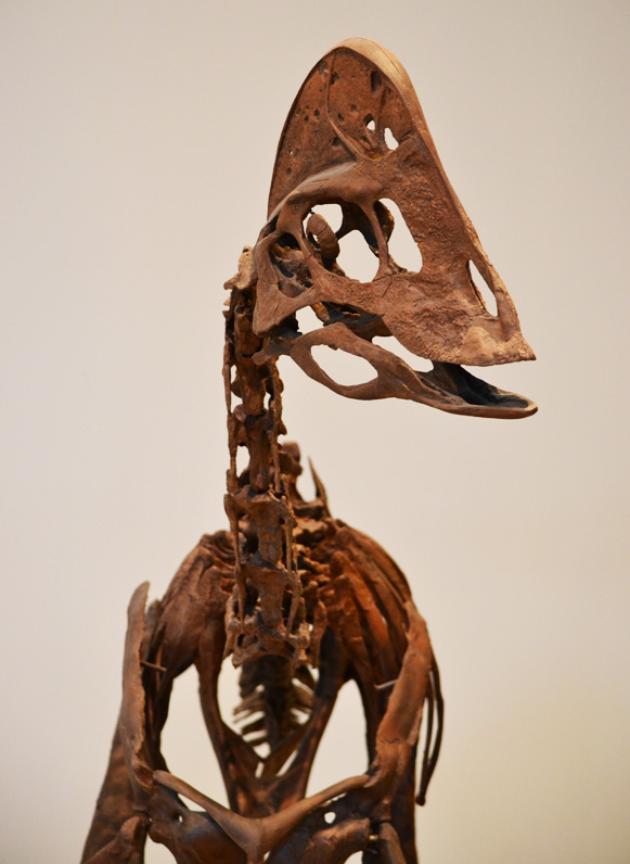Skeletal remains of a dinosaur, featuring a prominent, hollow crested skull, likely a hadrosaur. The brown bones are on display in a museum setting.