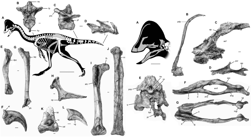 Illustration of a dinosaur skeleton surrounded by fossil images. The detailed arrangement of bones shows various anatomical features with labels, conveying a scientific and educational tone.
