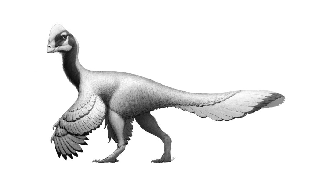 Illustration of a dinosaur named Anzu Wyliei