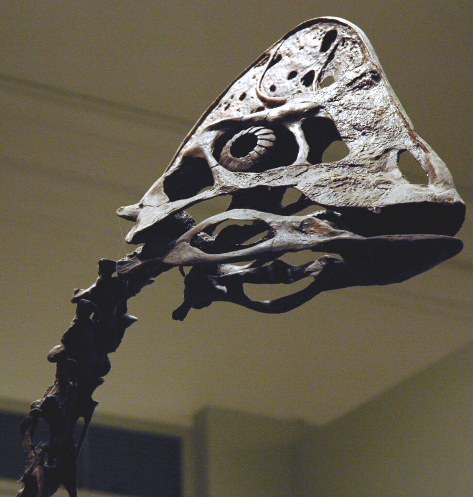 Close-up of a dinosaur skull fossil, showing intricate bone textures and large eye socket. The skeletal structure appears ancient and majestic in museum lighting.