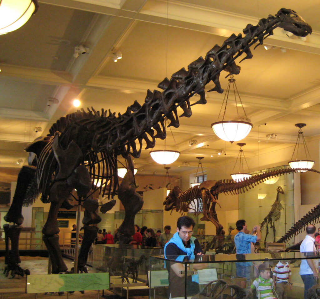 Dinosaur skeletons are displayed in a museum gallery with a large sauropod in front. Visitors, including adults and children, view the exhibits under warm lighting.