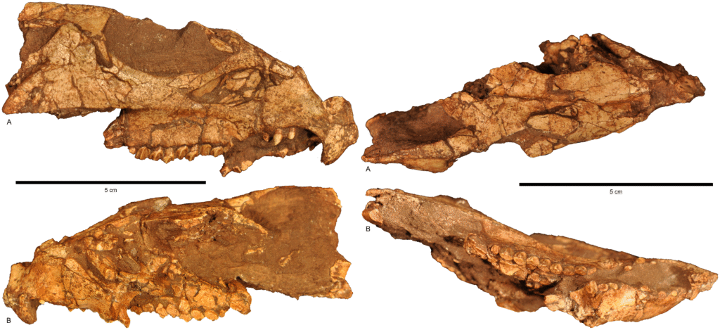 Fossilized jawbones with visible teeth from various angles; rough, textured surfaces in brown and beige tones; scale bars indicating 5 cm.