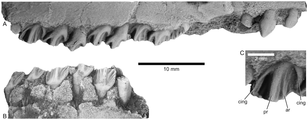 Close-up of a fossil jaw with small, serrated teeth in grayscale. Labels indicate specific features; a scale bar shows dimensions in millimeters.