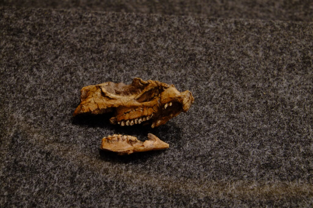 Close-up of a fossilized lower jaw with teeth on a textured gray surface. The ancient bones suggest a prehistoric animal, evoking curiosity and history.