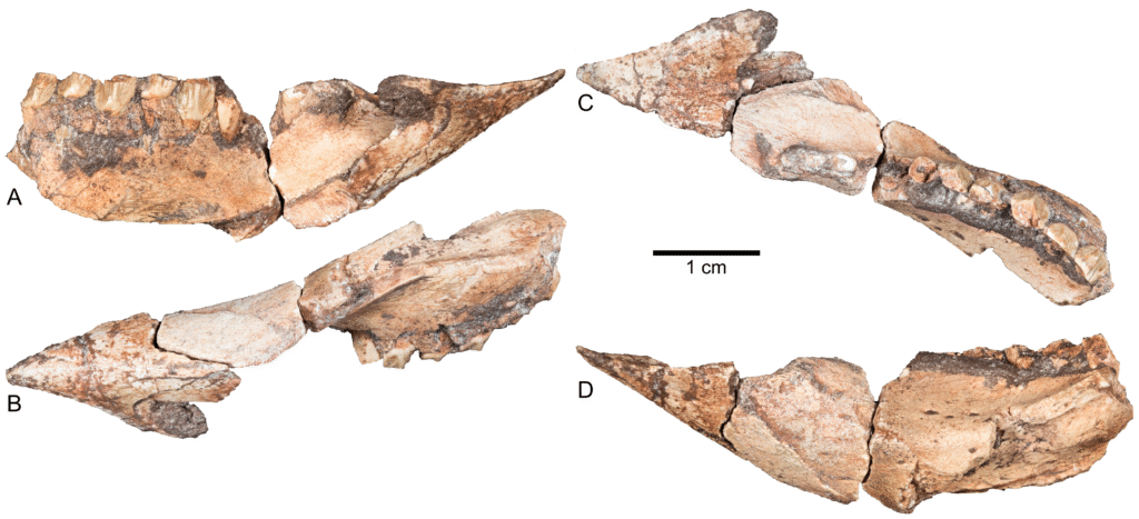 Four fossilized jawbone fragments with teeth, labeled A to D, shown from different angles. A scale bar indicates size, adding scientific context.