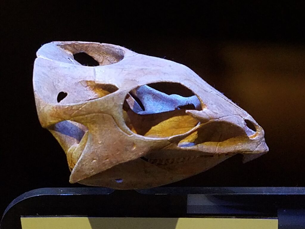 A close-up of a prehistoric animal skull, showcasing its smooth, weathered bone structure and hollow eye sockets. Displayed against a dark background.