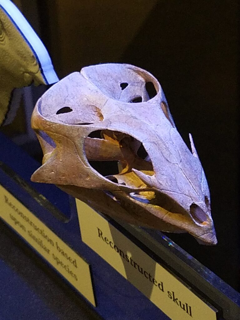 A tan, reconstructed dinosaur skull with large eye sockets and intricate details is displayed on a stand, labeled "Reconstructed Skull."