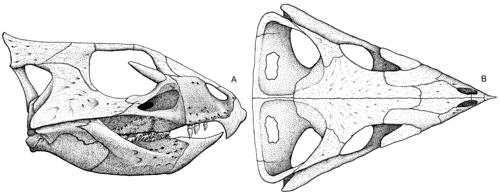 Illustration of a Ceratopsian skull in two views: side profile on the left labeled "A," showing horns and beak, and top view on the right labeled "B," displaying frill details.