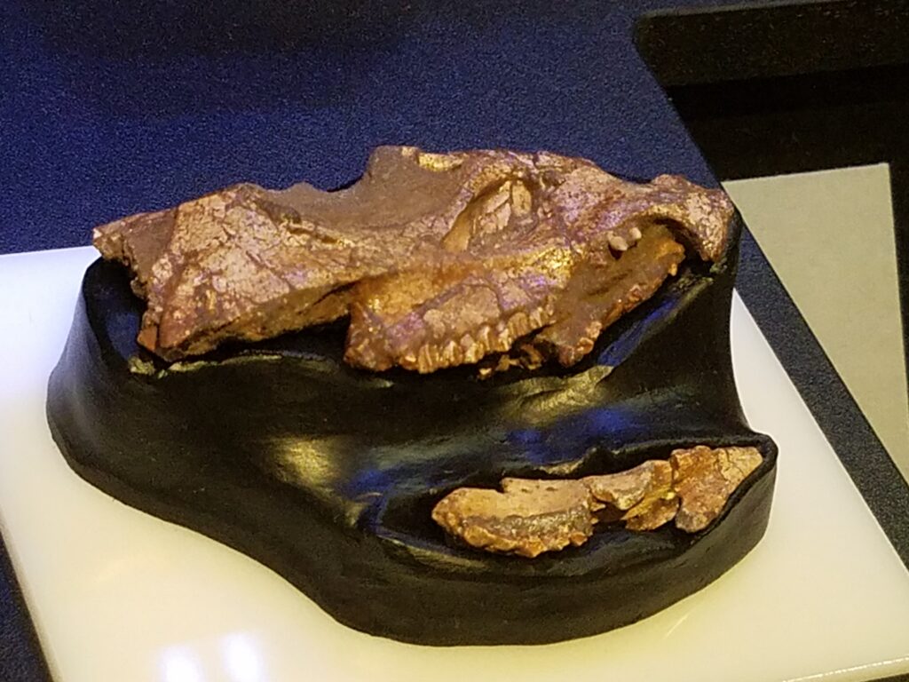 Fossilized dinosaur skull displayed on a black stand, with textured, brown surface. The exhibit is set against a dark blue background, suggesting a museum setting.