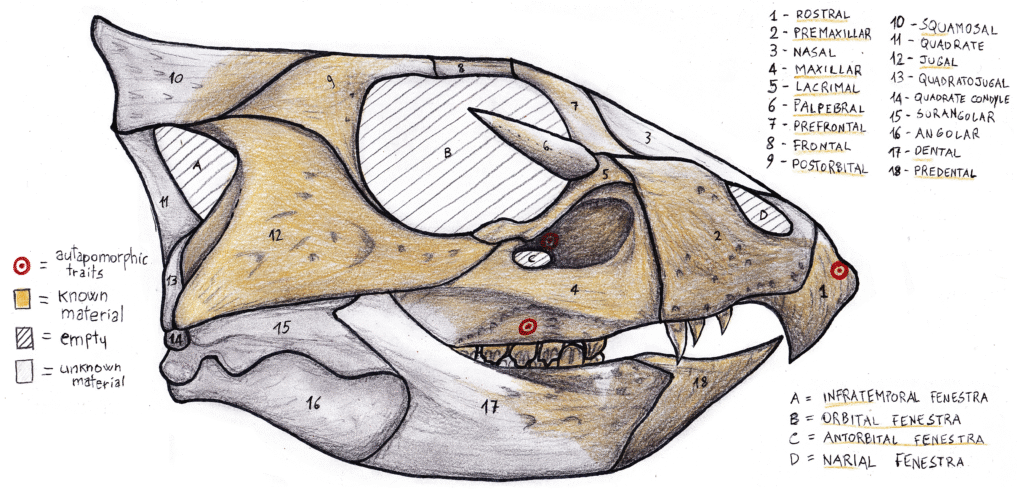 Illustration of a dinosaur skull in profile, labeled with numbered parts. Key features and fenestrae are indicated, with a color legend for material types.