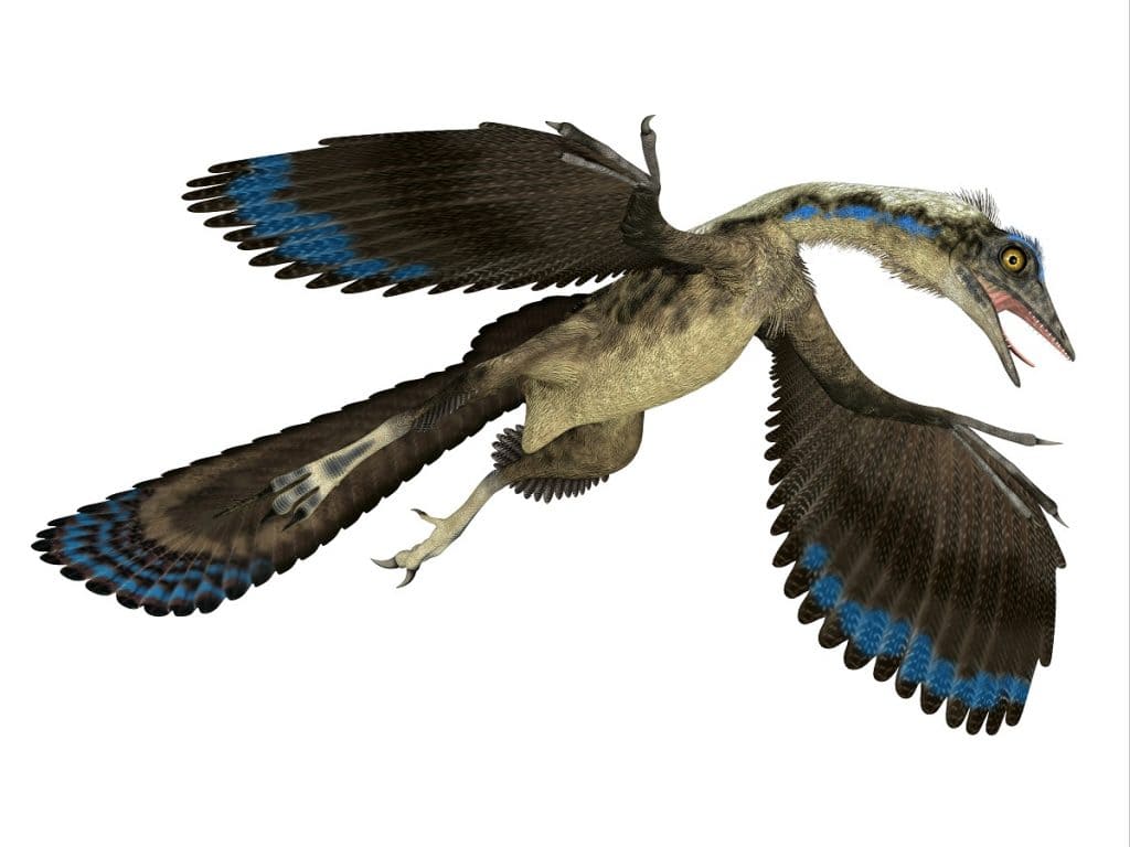 Archaeopteryx