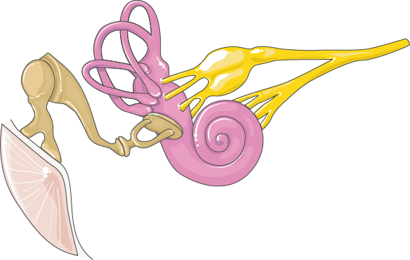 Inner ear