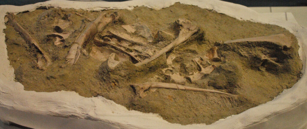 Fossilized dinosaur bones partially embedded in rock and sand. The exposed bones are scattered, creating an ancient, archaeological atmosphere.