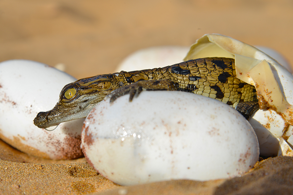 Bébés crocodiles de Crocoparc