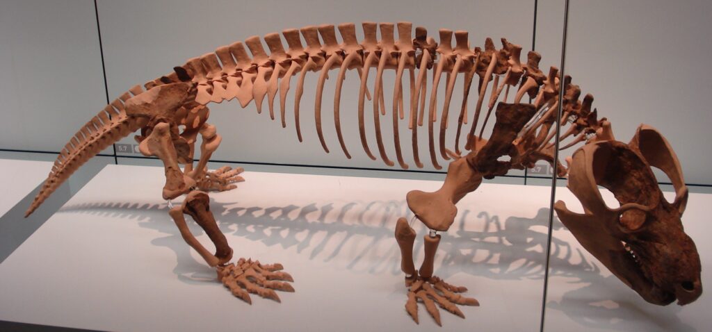 Skeleton of a prehistoric dinosaur displayed in a museum exhibit. The fossil has a prominent skull, spinal ridge, and clawed limbs, casting shadows on the floor.