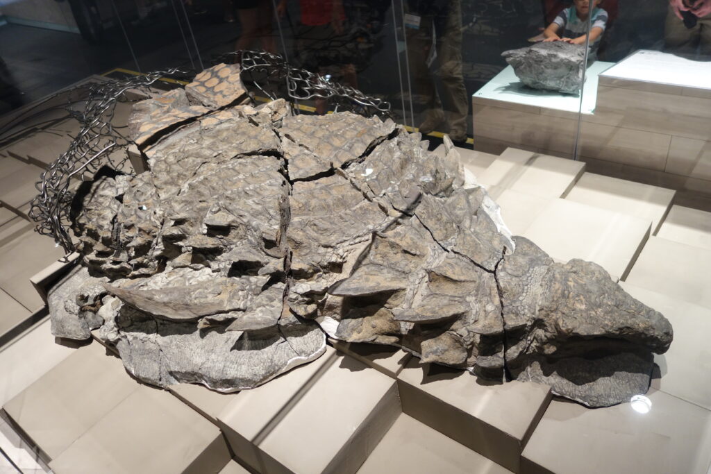 Fossilized dinosaur skull on display in a museum, surrounded by protective glass. The cracked surface texture suggests a prehistoric age.