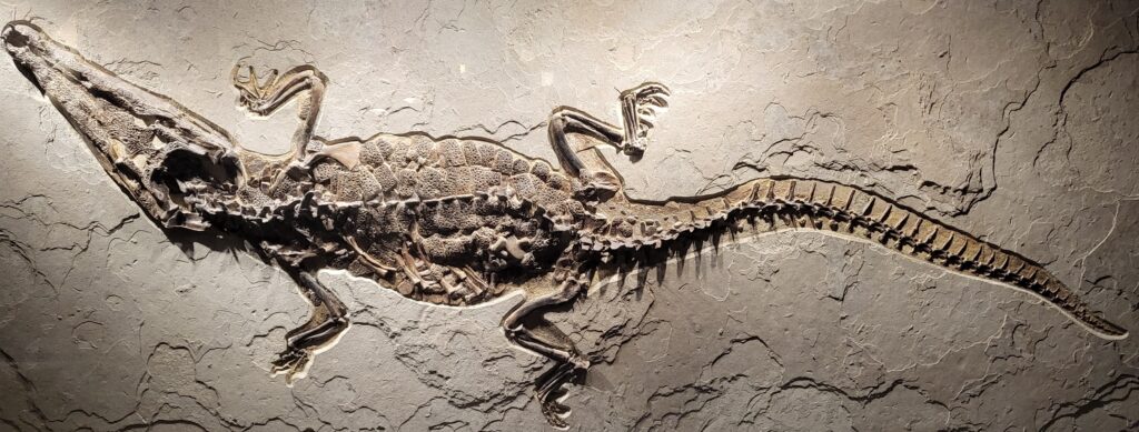 Borealosuchus: The Ancient Crocodilian That Swam Across North America