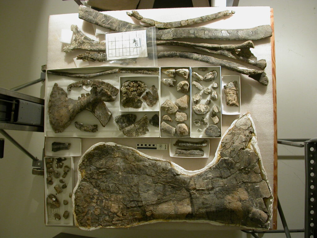 A collection of dinosaur fossils displayed in organized trays. The large bone fragments and smaller pieces vary in size and shape, reflecting ancient remains.