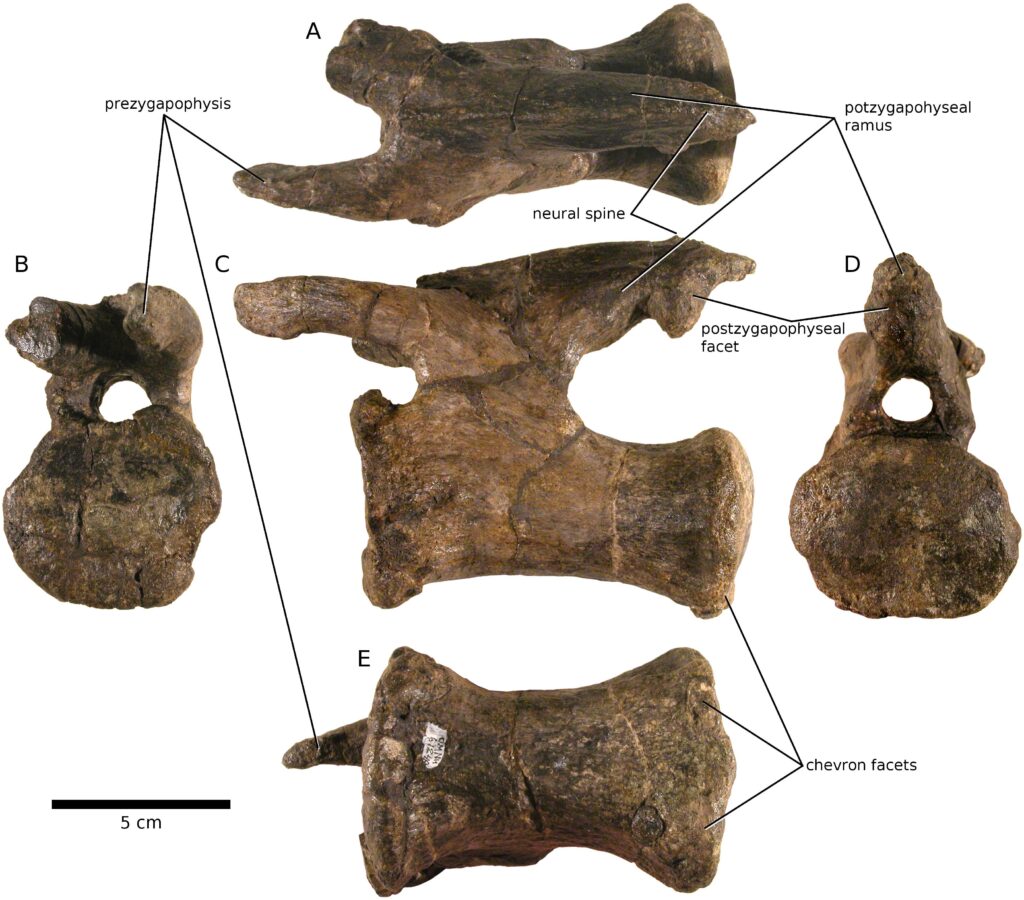 Five fossilized vertebrae with labeled features: prezygapophysis, neural spine, postzygapophyseal facets. Scale bar at bottom left for size reference. Paleontological study.