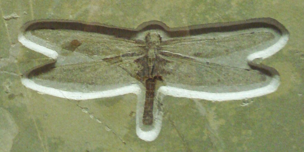 Fossil of a dragonfly embedded in stone, wings spread wide. The detailed imprint displays intricate wing patterns, conveying a sense of ancient history.