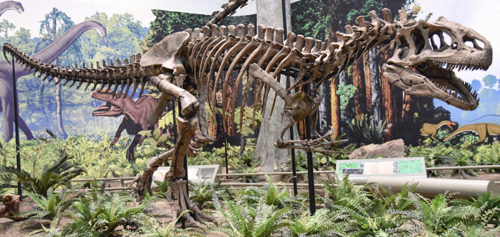 Allosaurus