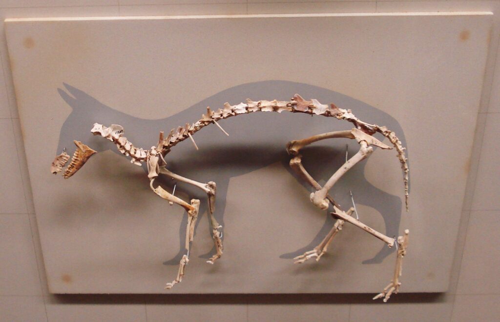 Skeleton of a small animal, possibly a canine, mounted against a flat surface. A painted silhouette of the animal provides context, emphasizing its form.
