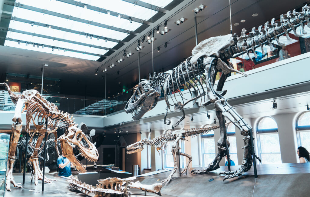 Dinosaur skeletons in a museum exhibit, including a large T. rex. Bright lighting from skylights and visitors in the background add a lively atmosphere.