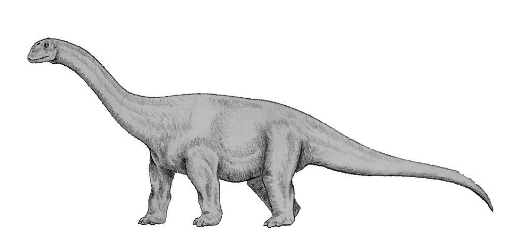 Pencil drawing of a long-necked dinosaur with a large body and a long tail, standing on four sturdy legs. The tone is calm and naturalistic.