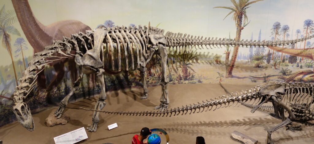 Dinosaurs skeletons of a Camarasaurus and a smaller dinosaur displayed in a museum with a prehistoric mural background. Visitors observe the exhibit.
