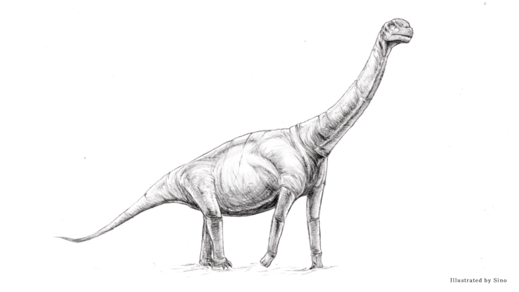 Pencil sketch of a Camarasaurus with a long neck and tail, and massive, rounded body. It stands on four legs, set against a plain white background.