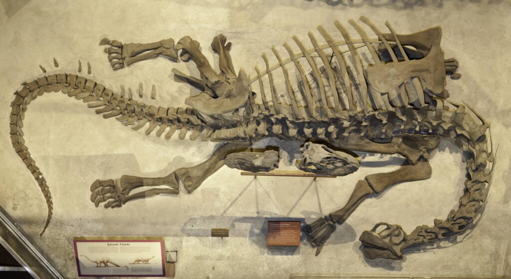 Fossilized dinosaur skeleton displayed on a museum wall; large ribs, tail curled, detailed skull.