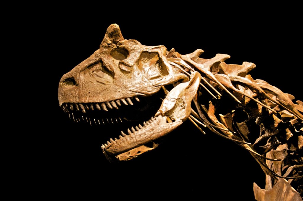 Close-up of a dinosaur skeleton against a black background. The fossilized skull, with sharp teeth and detailed features, conveys a sense of ancient grandeur.