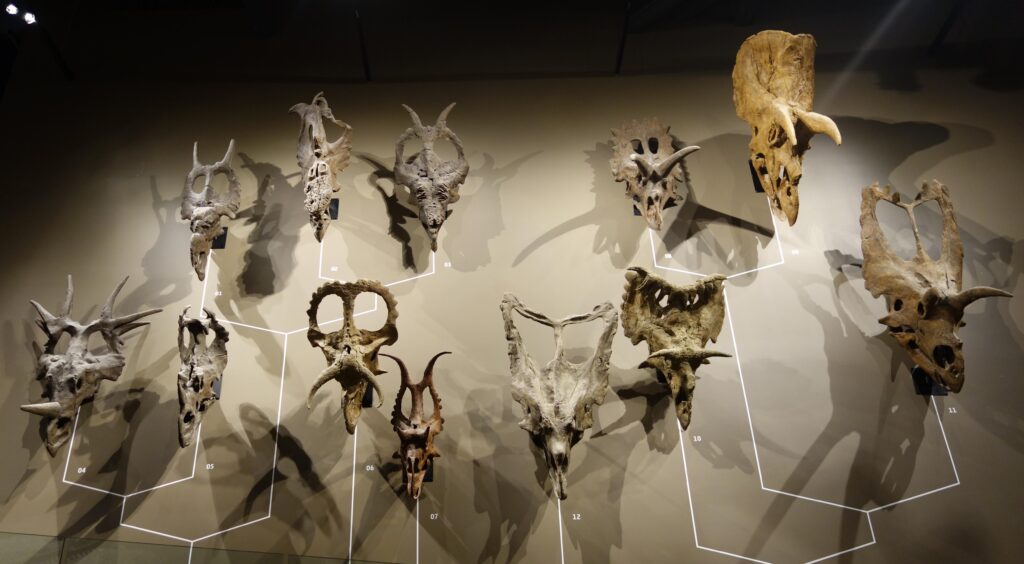 A display of various dinosaur skulls arranged on a museum wall. Skulls vary in size and horn shapes, casting dramatic shadows, evoking a prehistoric aura.