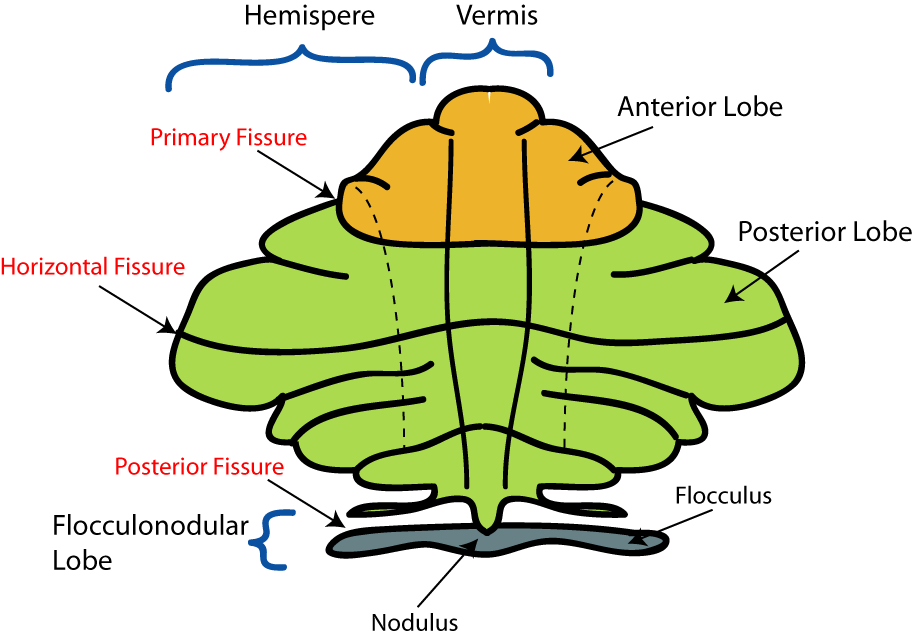 Schematic representation of the major anatomical subdivisions of the cerebellum.