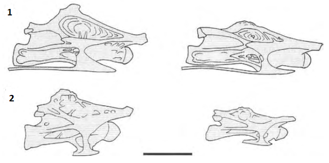 Illustration showing four dinosaur skull profiles, two labeled "1" and two labeled "2." They feature intricate bone structures. The tone is scientific.