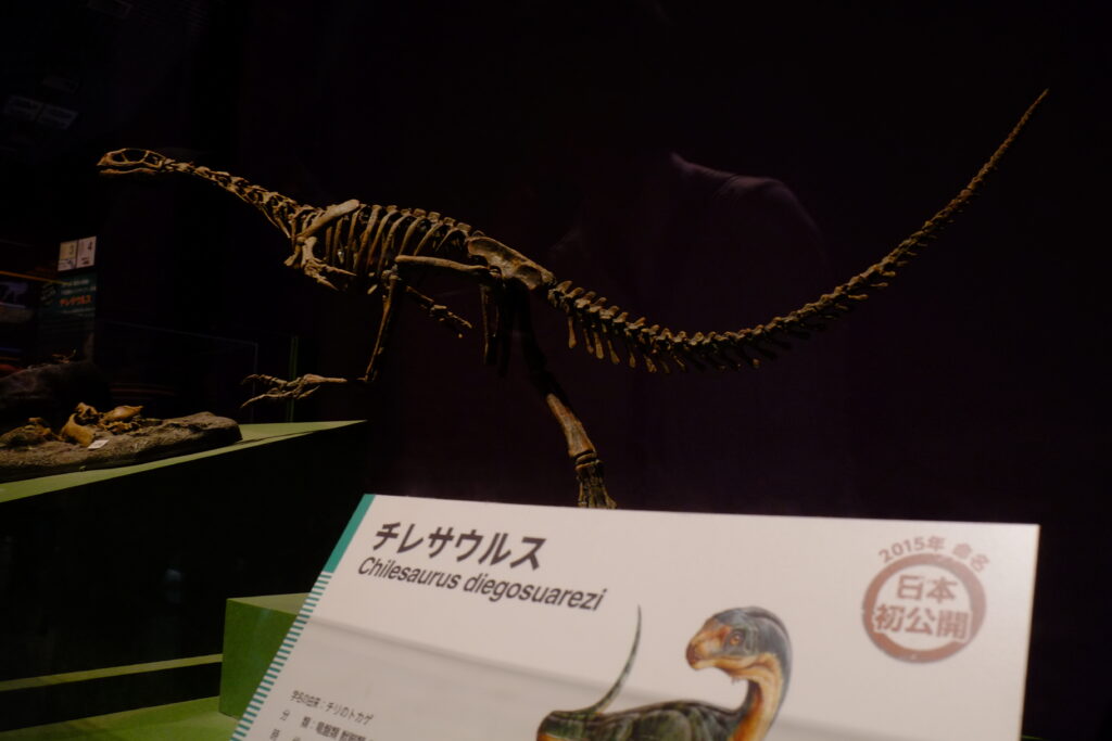 Dinosaur skeleton exhibit of Chilesaurus diegosuarezi in a dimly lit museum, with an informational sign in the foreground displaying text and an illustration.