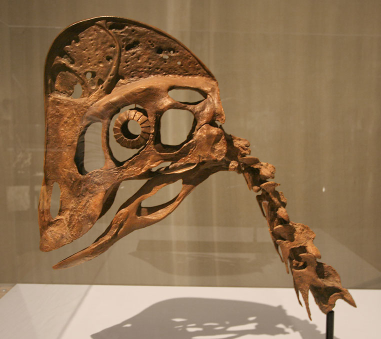 A detailed dinosaur skull exhibit of a Coelophysis, showing large eye socket and elongated jaw, displayed in a museum with a beige background.