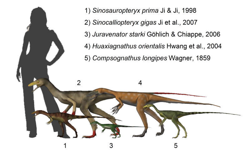 Compsognathids