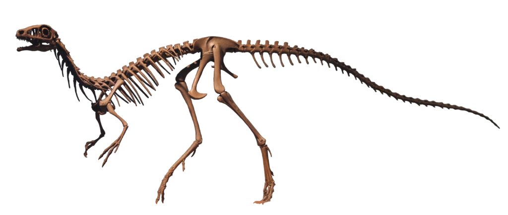 A dinosaur skeleton with a long tail and slender body in a lateral view against a white background. The bones are intricately detailed, conveying a sense of ancient history.