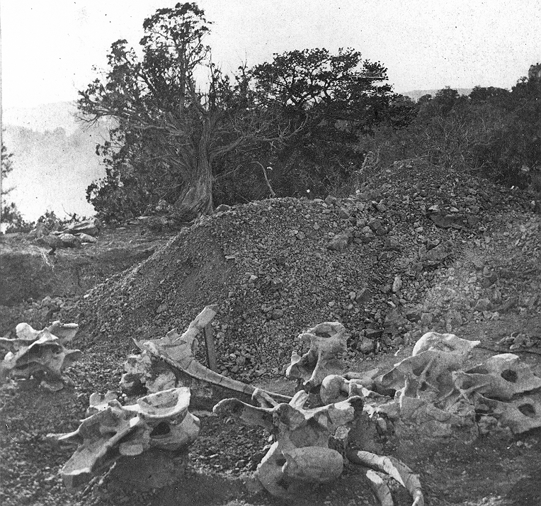 Camarasaurus supremus (#1) bones being exvataed by Oramel Lucas for Edward Drinker Cope, c. 1877.