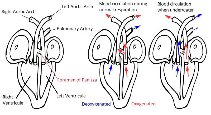 Diagram of Crocodilian Heart and Circulation