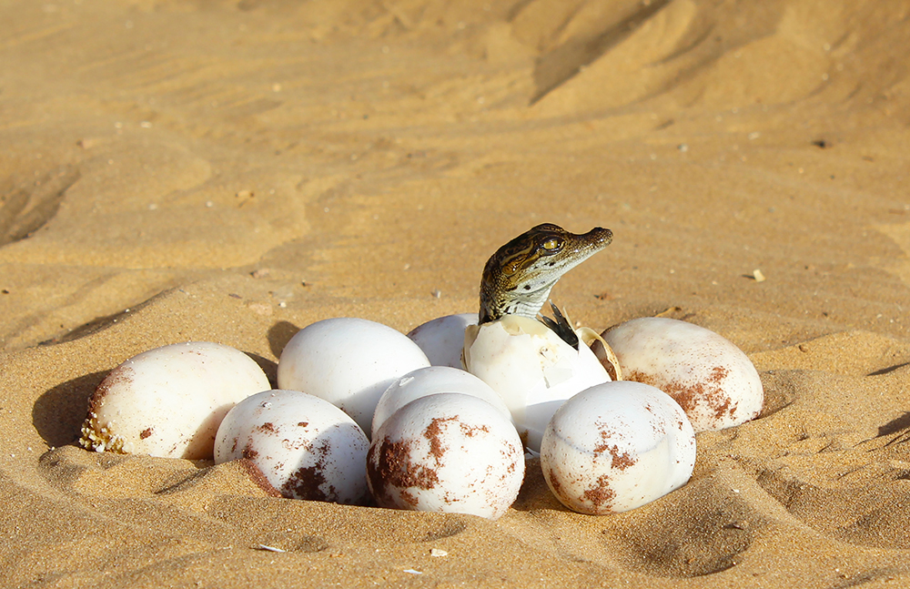 crocodile eggs