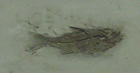 A fossilized fish embedded in stone, displaying fine details of its skeletal structure. The surrounding rock is a muted gray, emphasizing the ancient remains.