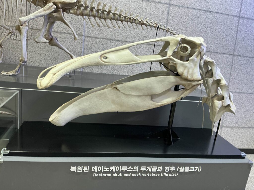 Life-sized display of a Dinocephalus skull and neck vertebrae in a museum. The fossil has elongated jaws, conveying a sense of ancient mystery.