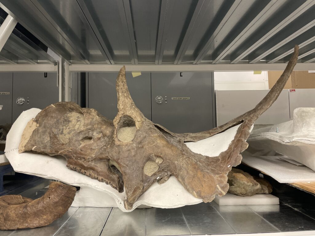 A large dinosaur skull with long horns and bony frill is stored on a metal shelf in a storage room, conveying an atmosphere of historical preservation.