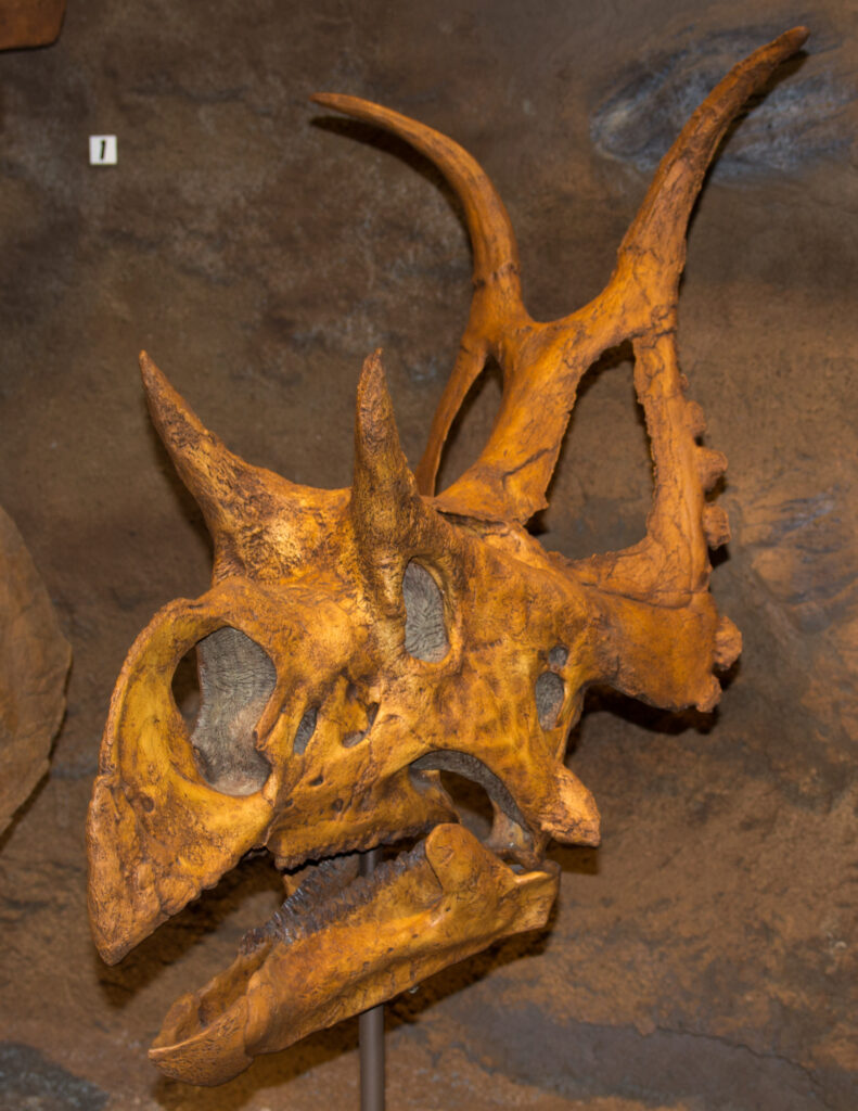 Close-up of a Diabloceratops skull in a museum, showcasing prominent horns and bony frill with a texture mimicking ancient bone. Warm, earthy tones.