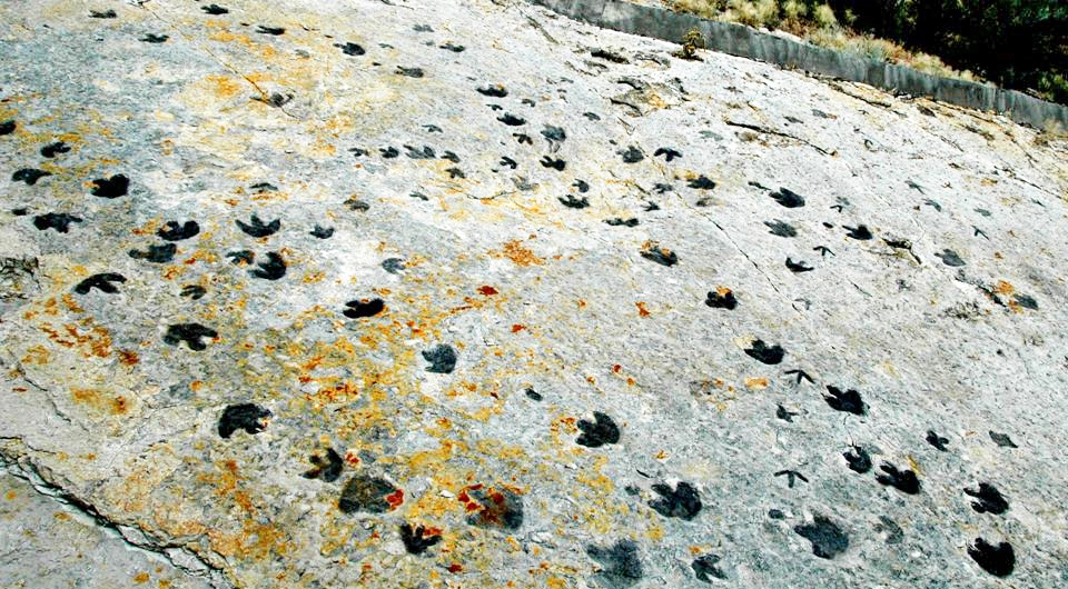 Dinosaur footprints (Dakota Sandstone, Lower Cretaceous; Dinosaur Ridge, Colorado, USA)