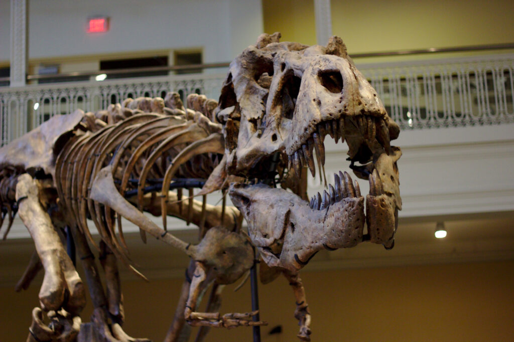 Tyrannosaurus rex skeleton in a museum, showcasing large, sharp teeth and ribcage. The atmosphere is educational and awe-inspiring.