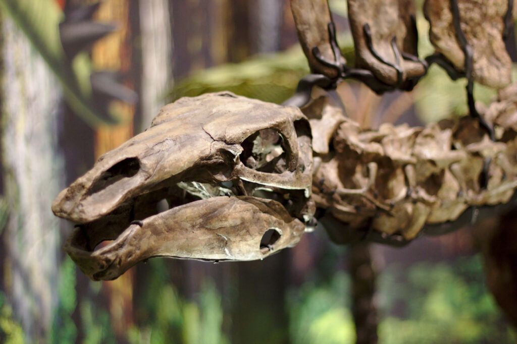 Close-up of a dinosaur skeleton's skull, with sharp teeth and intricate bone details, set against a blurred forest-themed background, conveying a prehistoric feel.