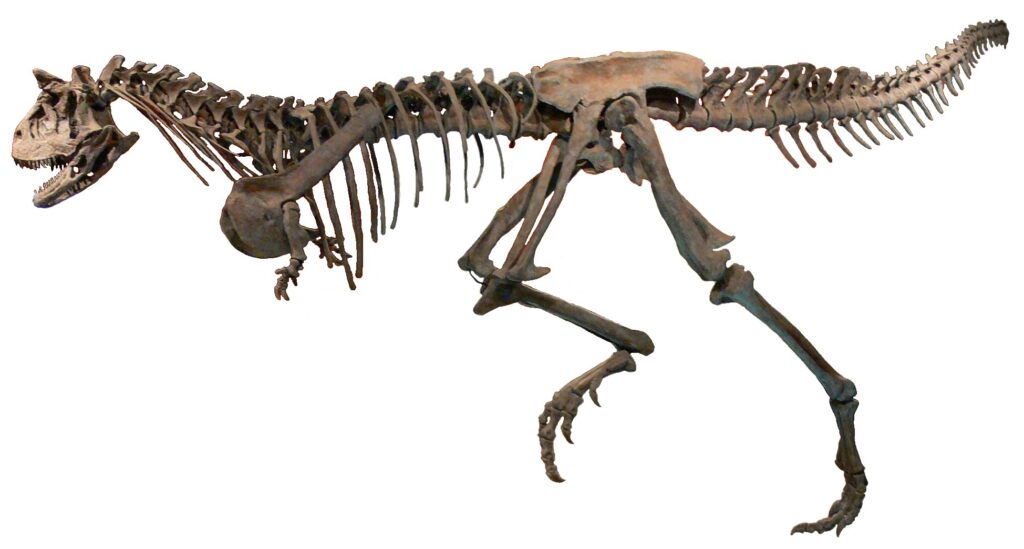 Dinosaur skeleton of a carnivorous theropod with sharp teeth, clawed hands, and a long tail, displayed against a plain white background.